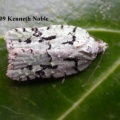 Acleris literana - Kenneth Noble